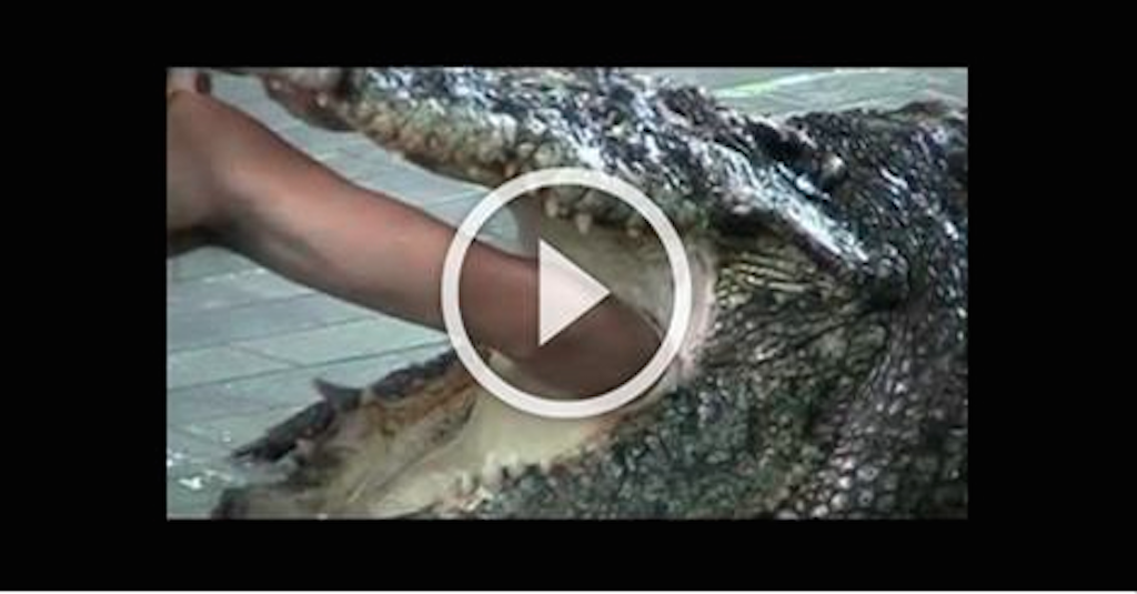  This Man Sticks his Arm in a Crocodile Stomach !! Amazing