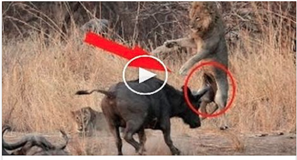 Group of Buffalo kills lion !! Amazing