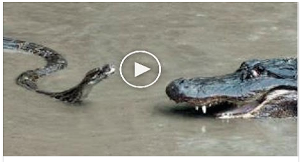 Python attacks Alligator - Real Fight