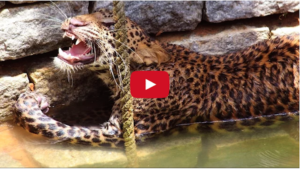 This Is AMAZING!! Wild Leopard Rescued From Well