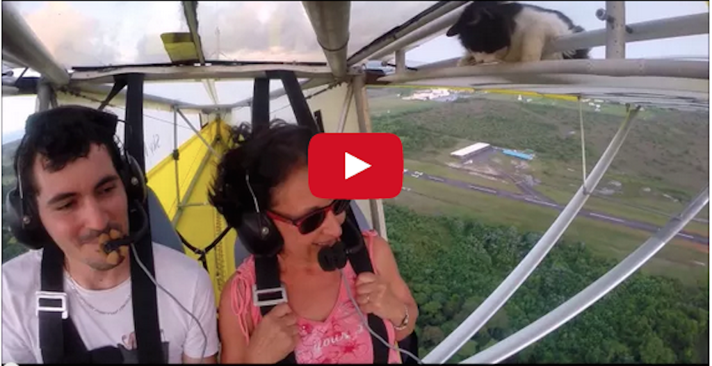 Reminder: Remove the cat before flying. (the reaction of when they detect that) (video)