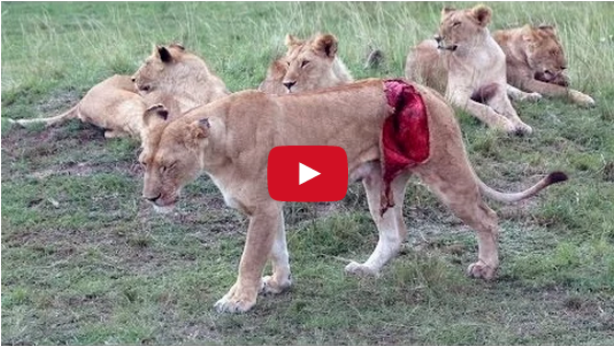 OMG!!  Lioness Mauled by Buffalo 