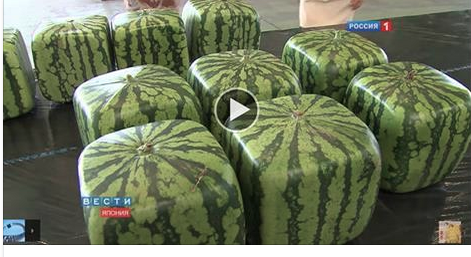 The weirdest cubic watermelon produced in Japan!!! Look how they manage to create them!! [Video]