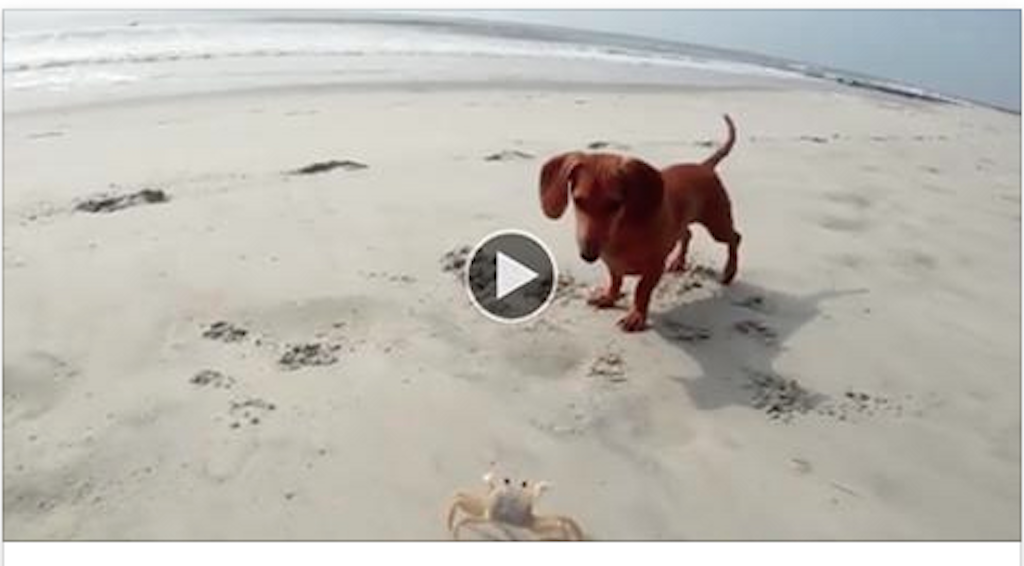 Who would have ever said that between a dachshund and a crab could be born love!! [Video]