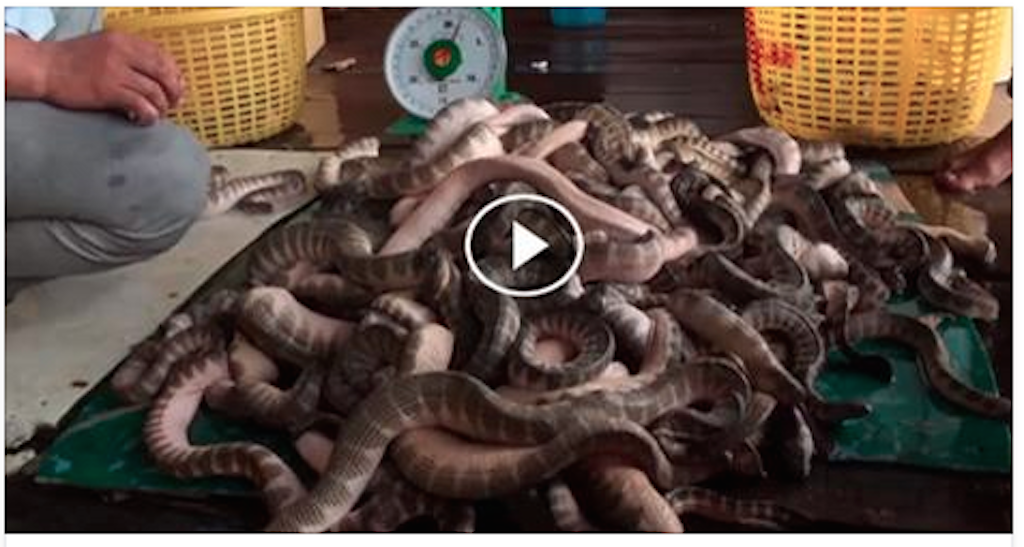 People in Vietnam Is Eating Sea Snakes (very shoking video)