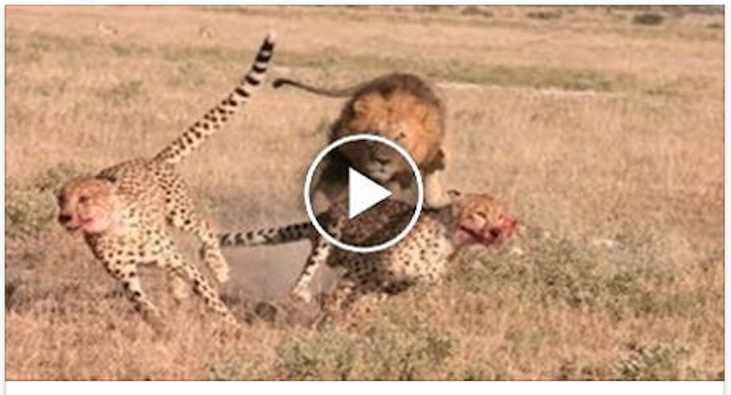 Lion VS Cheetah (LIVE VIDEO)Please Donâ€™t Watch This If You Have Weak Heart