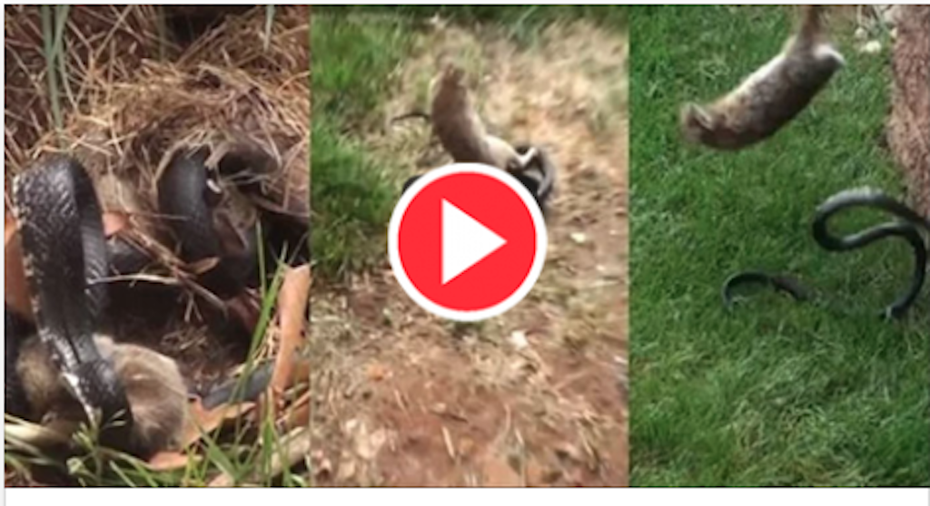 Snake caught Bunny (Baby Rabbit), then Rabbit fought with Snake and saved Bunny