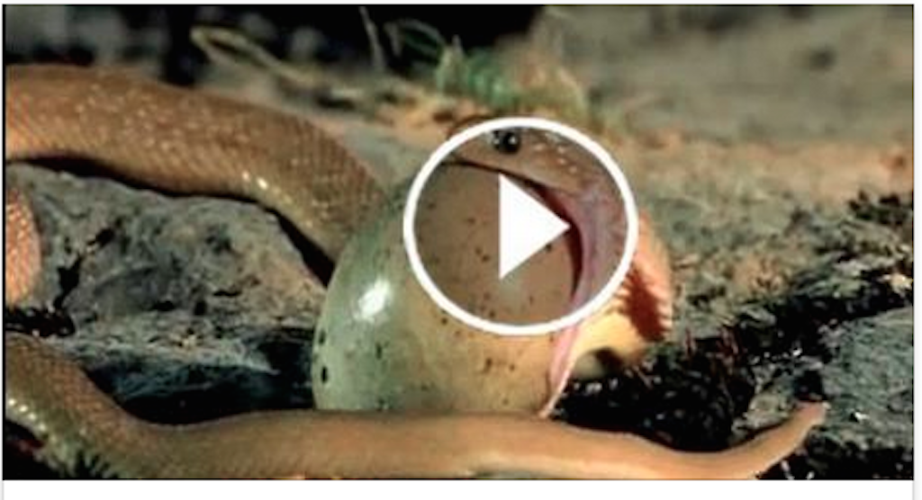 How Small Snake Eating An Egg, Animal Life !! Amazing
