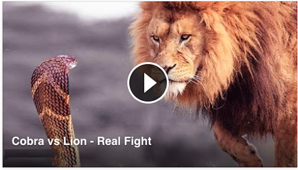 Cobra vs Lion â€“ Real Fight- Amazing