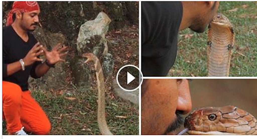 Malaysian snake charmer kisses â€˜Worldâ€™s Most Talentedâ€™