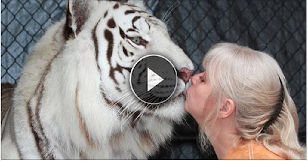 She kisses him on the nose, but... Look at how he reacts the tiger! Impressive...