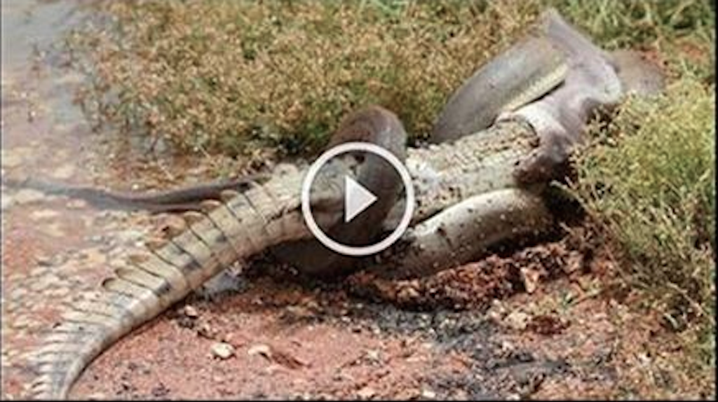 Huge Snake Devours Crocodile After 5 Hour Epic Battle !