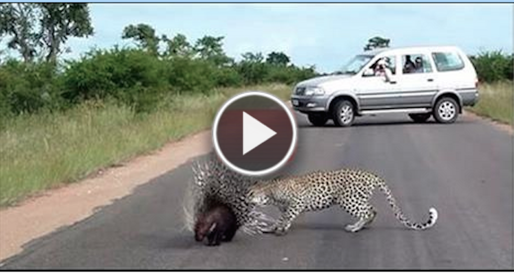 Leopard battles with Porcupine at Kruger National Park