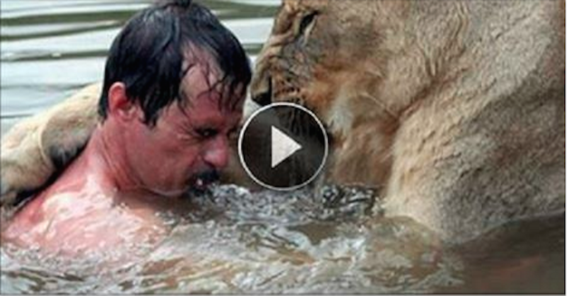 Man Try To Embrace A Lion Wild, but What happens after is Shocking! [VIDEO]
