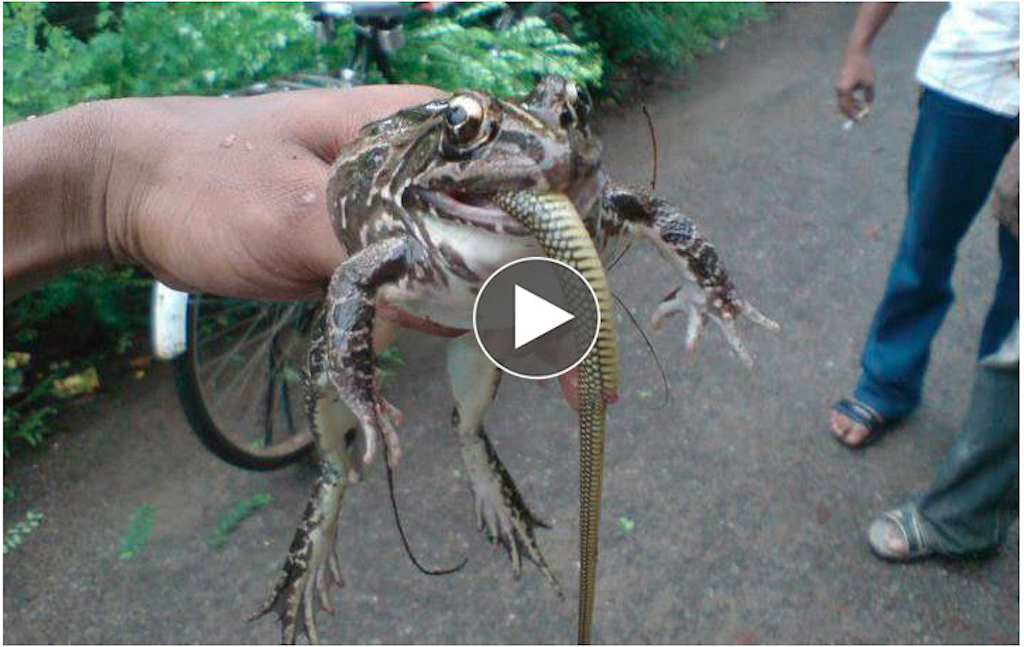 Incredible Frog eats Snake