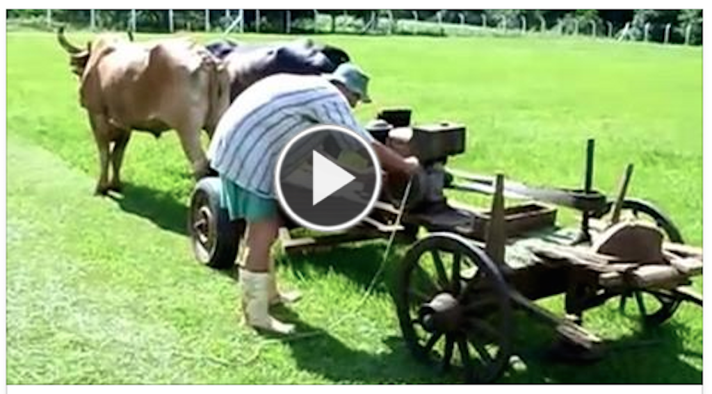 Cow-Powered Homemade Lawn Mower 