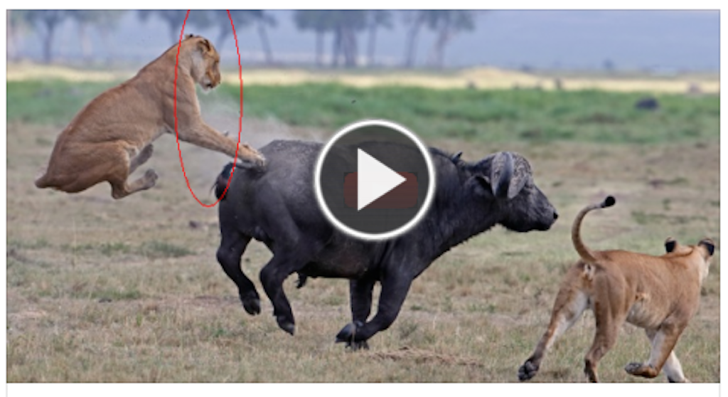 Lions Attack Buffaloes