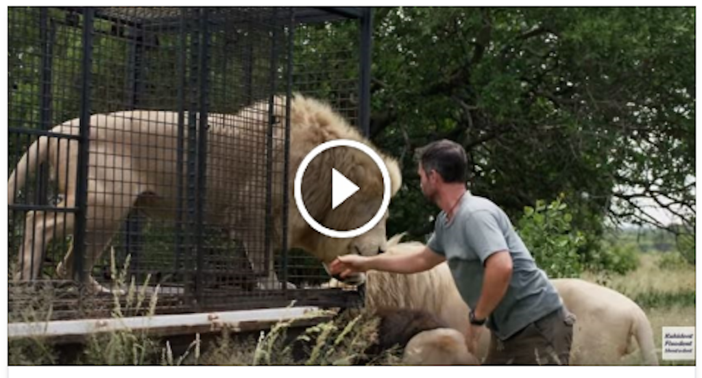 Look at what happens to this white lion... Really incredible!