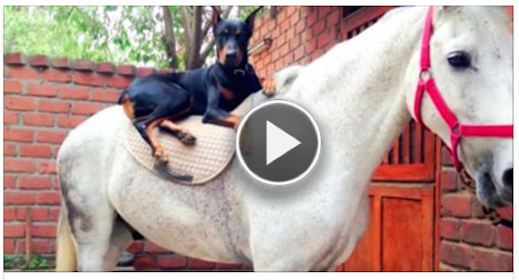 It is called the Doberman Horse Whisperer. Soon you'll see why you will melt your heart