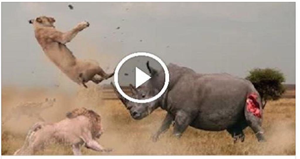 Big Battle Animals Real Fight â€“ ( Warning : Donâ€™t Watch If you Have Weak Heart )