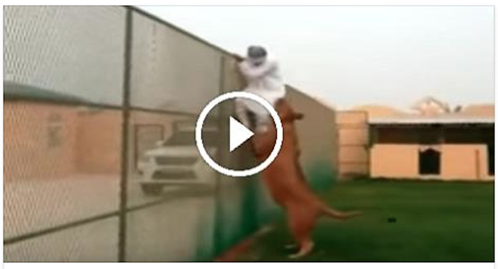 Lion attacks Arab Man at Private Enclosure â€“ This Video Will Shocked You.