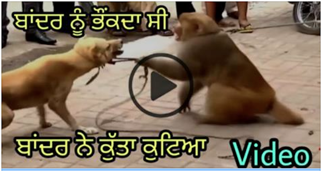 Monkey Vs Dog || Monkey Vs Man || Bandar Tamasha